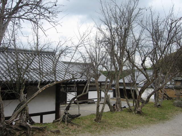 Cây khô trong phong thủy
